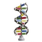 DNA Helix Activity Model [0781]