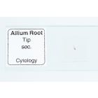 Microscope Slide - Alium ls Root [0414]