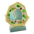 Plant Cell Model [1024]