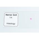Microscope Slide - Nerve Cells [0407]