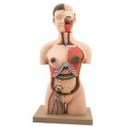 Human Torso: Half-Size with Sex Organs 28 Parts [2887]