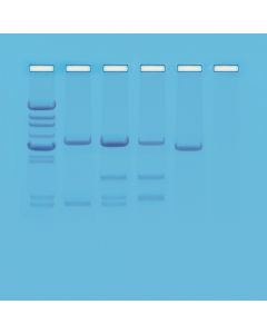 DNA Paternity Testing Simulation [1834]