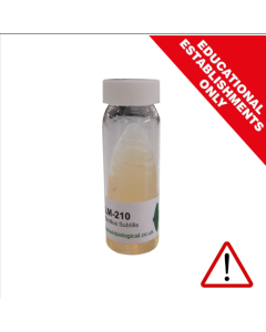 Bacillus Subtilis Culture UN [5702]