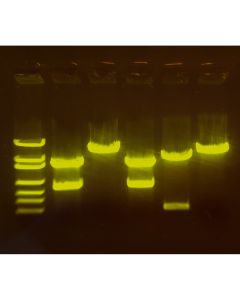 Edvotek A-maizing Editing: Using CRISPR to Improve Crops  [80200]