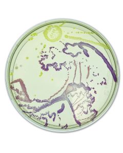 Edvotek Agar Art: Creating Masterpieces with Microbes  [80205]