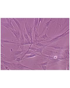 Edvotek Comparison of Various Mammalian Cell Types [80375]