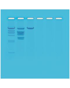 Edvotek Biotechnology - Restriction Enzyme Analysis of DNA  [80424]