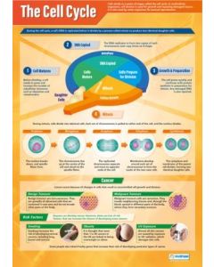 Cell Cycle Poster A1 Laminated [3085]