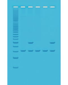 Edvotek Alu Human DNA Typing Using PCR [1961]