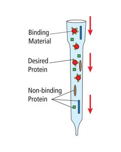 Edvotek Affinity Chromatography of Glucose Binding Proteins [80222]